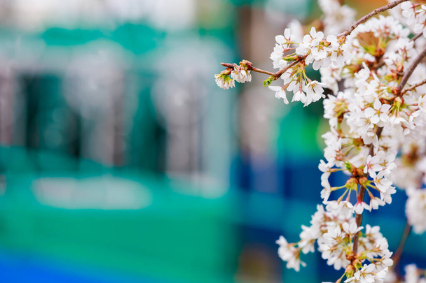 Virágzó gyümölcsfák tavasszal. Virágok az ágakon. Szelektív fókusz homályos háttérrel és szöveg- vagy betűmásolási hely. - Fotó, kép