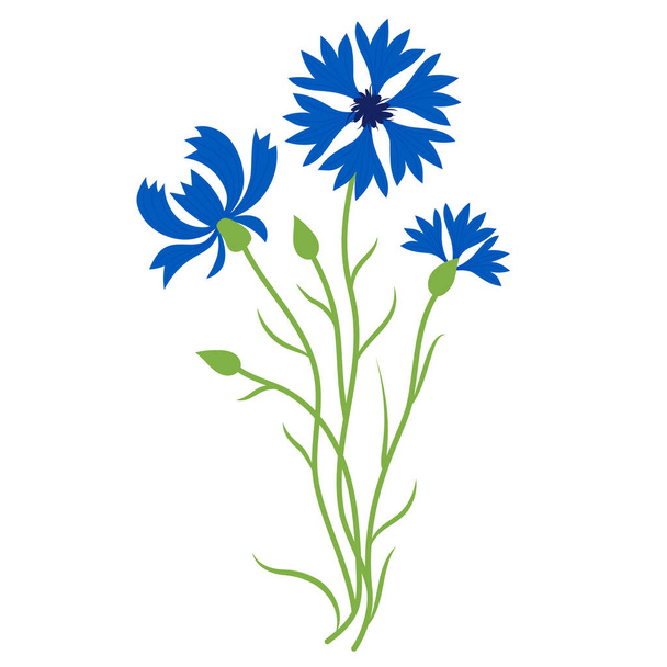 Bouquet of blue cornflowers. Beautiful flower with buds. Vector illustration. Blue wildflower for design and decor, prints, postcards, covers - Vektori, kuva