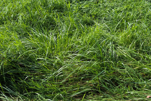 Close up surface of green grass on a meadow on a sunny summer day - Foto, imagen