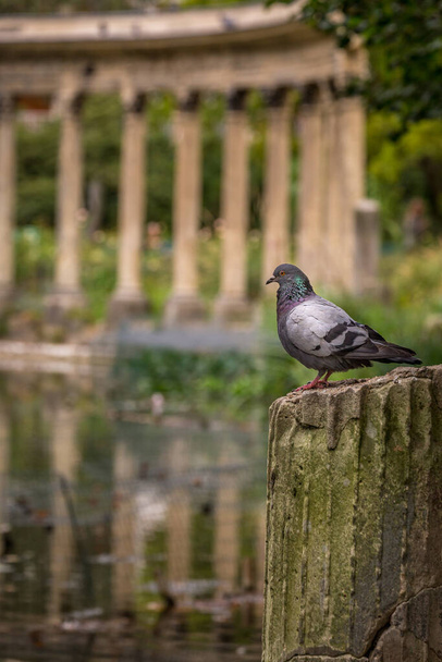 Dove above peaceful pond with classic columns in Parc Monceau, Paris, France - Foto, afbeelding