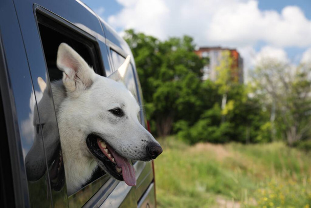 Cute white Swiss Shepherd dog peeking out car window. Space for text - Fotoğraf, Görsel