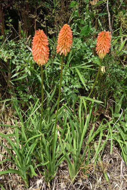 Red hot poker flowers. Xanthorrhoeaceae pernnial evergreen plants. The flowering season is from June to October. Attach orange spikes to the tips of the flower stalks. - Φωτογραφία, εικόνα