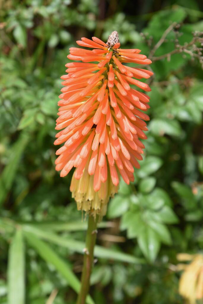 Red hot poker flowers. Xanthorrhoeaceae pernnial evergreen plants. The flowering season is from June to October. Attach orange spikes to the tips of the flower stalks. - Photo, Image