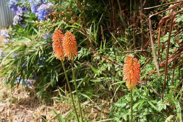 Piros forró póker virágok. Xanthorrhoeaceae pernial örökzöld növények. A virágzási időszak júniustól októberig tart. Ragassza narancssárga tüskék a csúcsok a virág szárak. - Fotó, kép