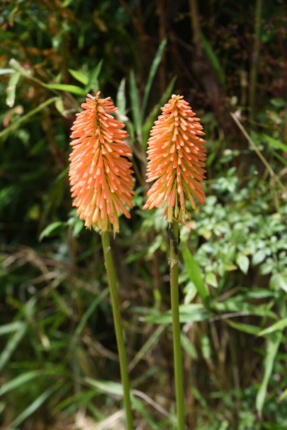 Red hot poker flowers. Xanthorrhoeaceae pernnial evergreen plants. The flowering season is from June to October. Attach orange spikes to the tips of the flower stalks. - Foto, Imagem
