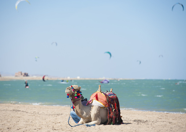Καμήλα σε μια παραλία με kite surfers - Φωτογραφία, εικόνα