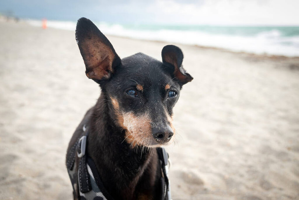 Tired old black male pinscher dog at the dog beach in Hollywood Beach Florida USA - Foto, Bild