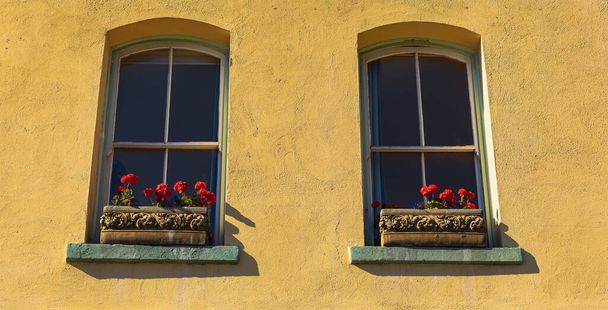 Два вікна на жовтій цементній бетонній стіні, прикрашені квітами в коробці на підвіконні. Барвиста червона квіткова рослина на підвіконні
. - Фото, зображення