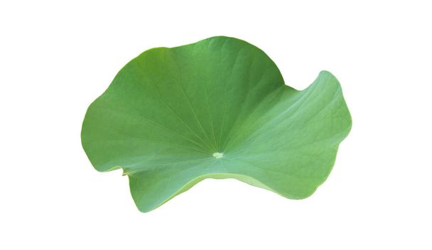 Isolated single green waterlily or lotus leaf with clipping paths. - Photo, Image