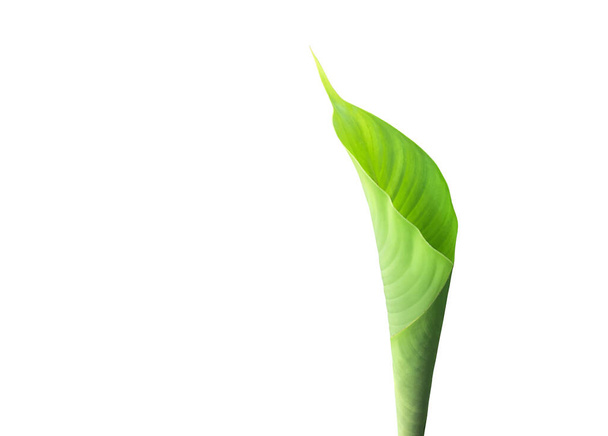 Isolated heliconia tortuosa leaf with clipping paths. - Fotoğraf, Görsel