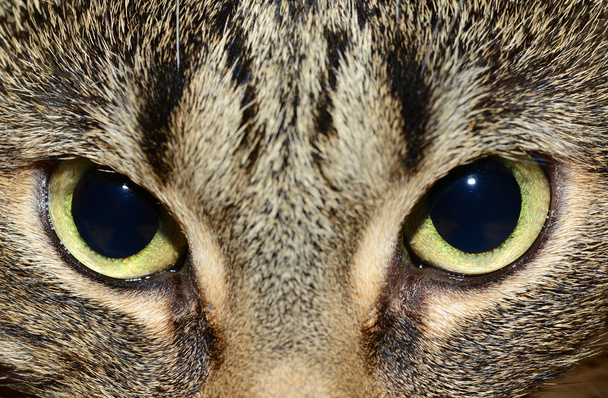 Mau egípcio - olhos de gato
 - Foto, Imagem