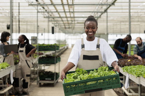 Portrait of smiling woman in greenhouse holding crate with fresh batch of hand picked lettuce in hydroponic enviroment. African american organic farm worker showing daily production for delivery. - Foto, imagen