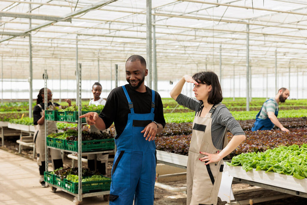 Valkoihoinen nainen kasvihuone työntekijä varjostus silmät käsin puhuessaan afrikkalainen amerikkalainen mies osoittaa orgaaninen salaatti maatilalla. Monipuoliset ihmiset pitävät taukoa biovihannesten viljelystä. - Valokuva, kuva
