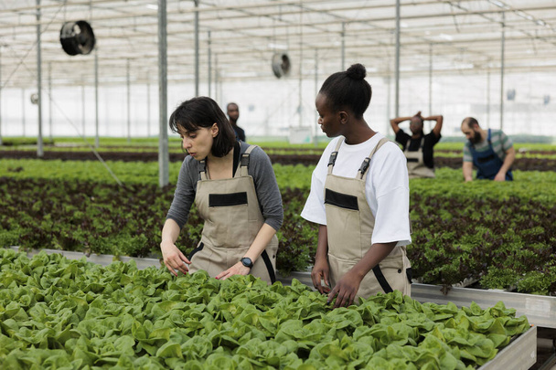 Caucasian woman and african american farmer doing quality control for bio crops looking for damage in hydroponic enviroment. Diverse farmers working in greenhouse checking plants development. - Foto, immagini