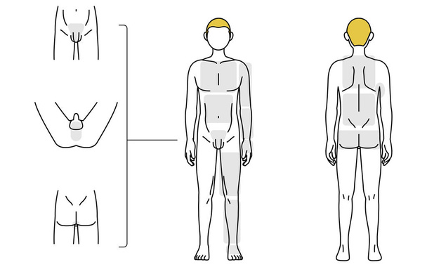 Miesten karvojen poisto, koko vartalo (edessä ja takana) ja VIO-opas, alasti - Vektori, kuva
