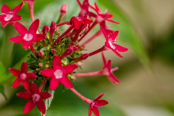 Kvetoucí egyptský květ hvězd je červený, ve tvaru malé trubky s okvětními lístky ve tvaru hvězdy - Fotografie, Obrázek