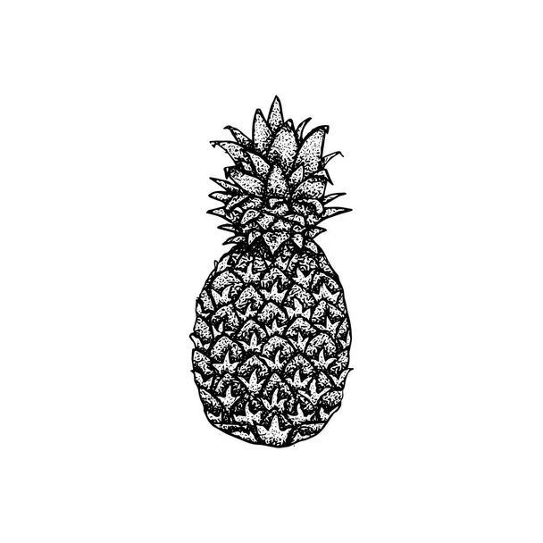 Pineapple Dotwork Drawing. Vector Illustration of Hand Drawn Objects. - Vetor, Imagem