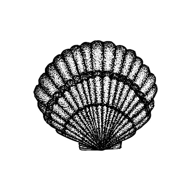Seashell Dotwork Drawing. Vector Illustration of Hand Drawn Objects. - Vector, afbeelding