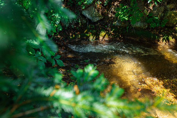 Mountain river stream through green foliage of forest in rays of sun, soft focus. movement of water in mountain river in forest thicket - Foto, imagen