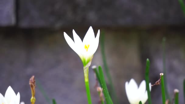 Zephyranthes (kutsutaan myös keiju lilja, sade kukka, zephyr lilja, taika lilja), jolla on luonnollinen tausta - Materiaali, video