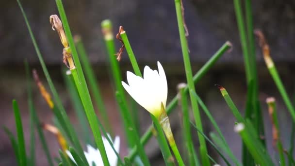 Zephyranthes (Also called fairy lily, rain flower, zephyr lily, magic lily) with a natural background - Πλάνα, βίντεο