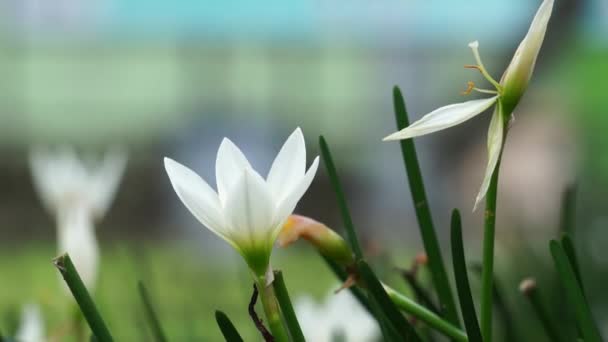 Zephyranthes (Also called fairy lily, rain flower, zephyr lily, magic lily) with a natural background - Кадри, відео