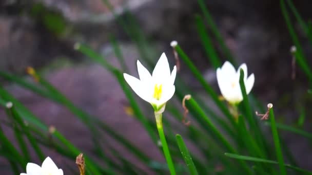 Zephyranthes (Also called fairy lily, rain flower, zephyr lily, magic lily) with a natural background - Кадры, видео