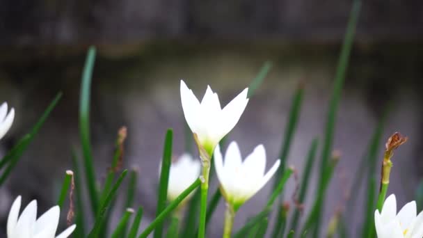 Zephyranthes (más néven tündér liliom, esővirág, zefír liliom, mágikus liliom) természetes háttér - Felvétel, videó