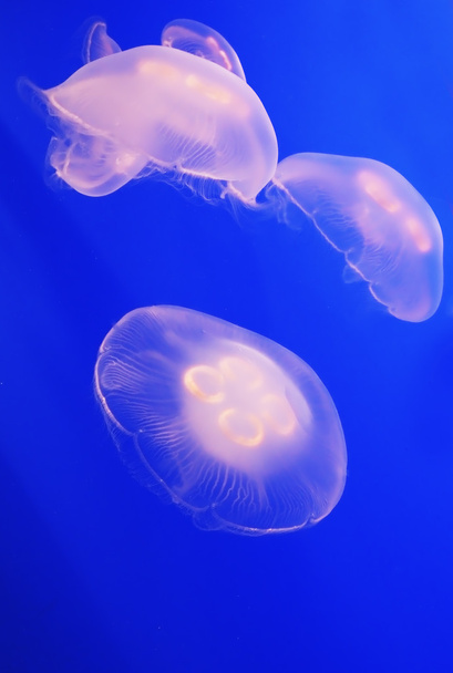 Three white translucent jellyfish  - Φωτογραφία, εικόνα
