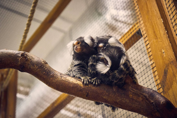 Photo of a small monkey sitting on a tree branch and looking away in a petting zoo - Foto, Imagem