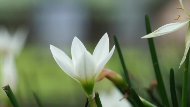 Zephyranthes (Also called fairy lily, rain flower, zephyr lily, magic lily) with a natural background - Filmagem, Vídeo