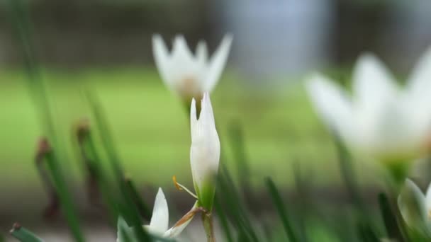 Zephyranthes (kutsutaan myös keiju lilja, sade kukka, zephyr lilja, taika lilja), jolla on luonnollinen tausta - Materiaali, video