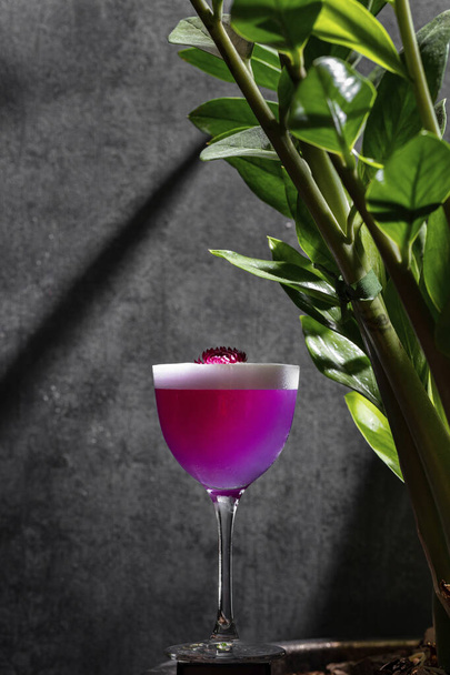 Lavender margarita with citrus foam. The cocktail is poured into a glass, transparent vermouth glass with a long stem. The glass stands on the edge of a flowerpot with a tropical plant. the rays of the sun fall on a gray, stone wall. - Photo, image