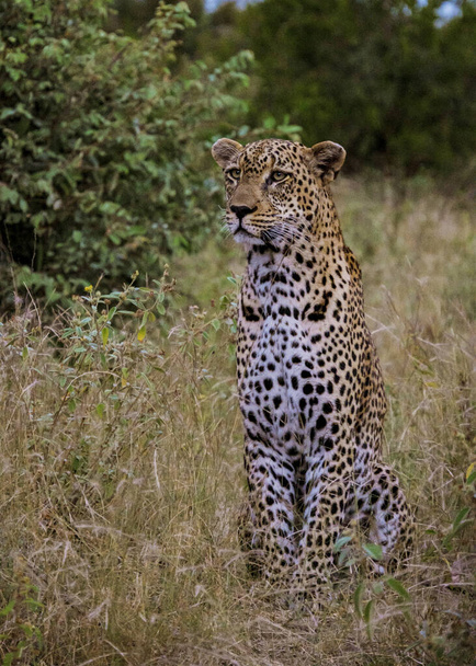 Leopard in Kruger national park South Africa. leopard or panther closeup with eye contact back profile overturn in rainy monsoon season in the green background during wildlife safari at forest bush - Photo, Image