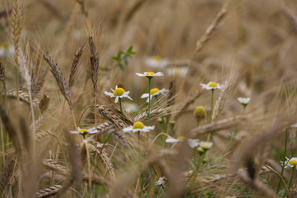 CHAMOMILE - Blooming herbs in the cereal on the field - Photo, Image