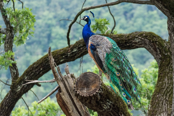 wonderful colorful peacock sits on a tree in a zoo - Photo, image