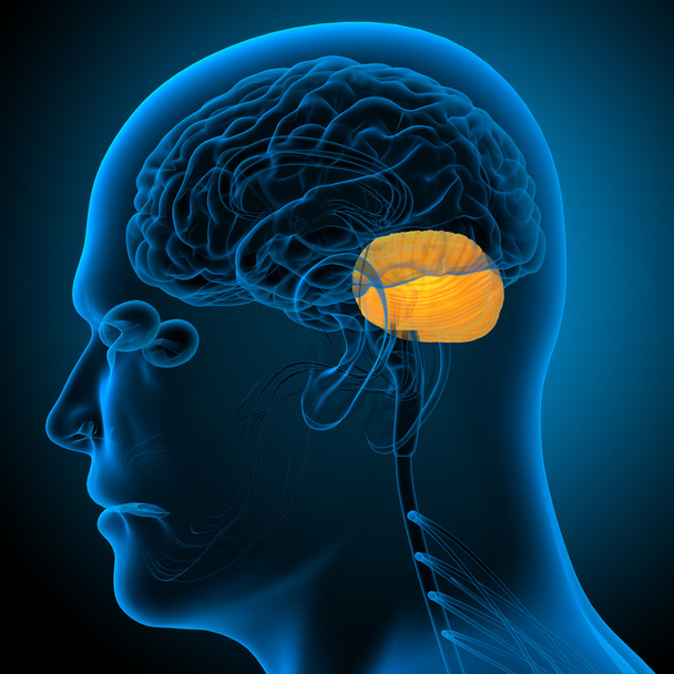 3D render ilustracja medyczny mózgu ludzkiego mózgu  - Zdjęcie, obraz