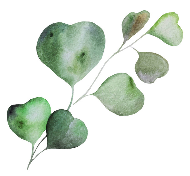 Green watercolor eucalyptusleaf illustration. Tropical exotic Element for summer wedding design, greeting cards and crafting - Photo, Image