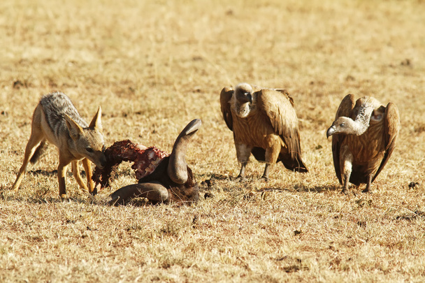 Masai Mara çakal - Fotoğraf, Görsel