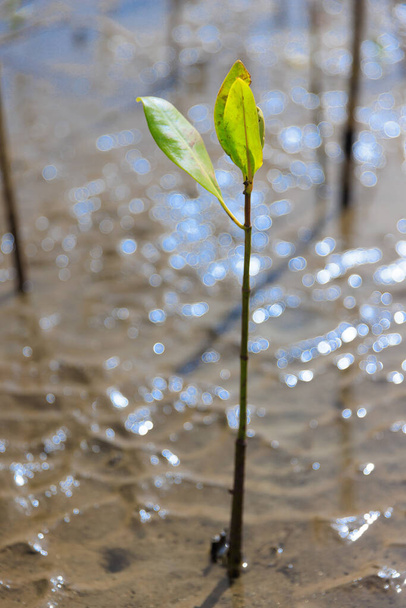 Een jonge mangrove groeiend in de modder in een tropisch mangrove bos herbebossing project. - Foto, afbeelding