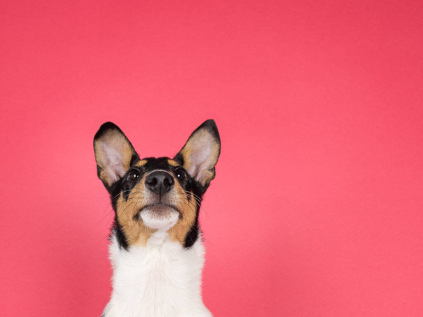 Head shot of Smooth Collie dog pup, sitting up straight. Looking up and above camera. isolated on a watermelon pink background. - Foto, Imagen