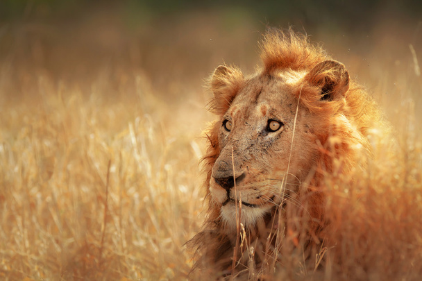 otlak aslan - Fotoğraf, Görsel