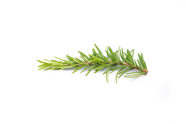 Rosemary branch on the white background - Foto, immagini
