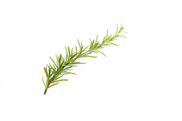 Rosemary branch on the white background - Фото, изображение