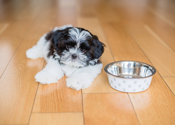 A hungry puppy is waiting for food near the bowl. Shih Tzu puppy near his bowl - Фото, изображение