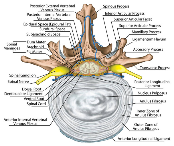 Nervový systém, struktura míchy, bederní páteř, nervový kořen, mezižeberní cévy a druhý bederní obratel, struktura meziobratlového disku, anulus fibrosus, obratel, stěna trupu, anatomie lidské kostry a nervového systému - Fotografie, Obrázek