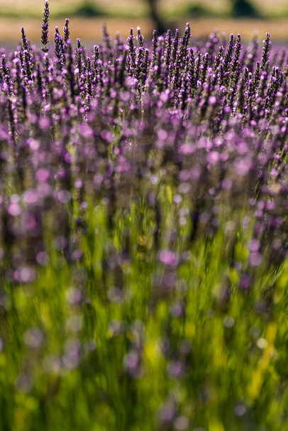 A vertical close-up shot of lavenders growing in the field. - Foto, afbeelding