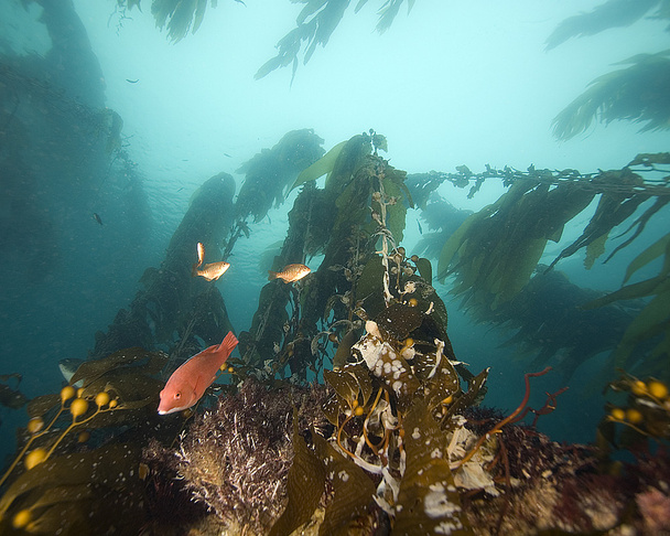 California Océano Pacífico Vida marina y peces submarinos
 - Foto, Imagen