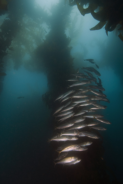 California Pasifik Okyanusu Sea Life ve sualtı balık - Fotoğraf, Görsel