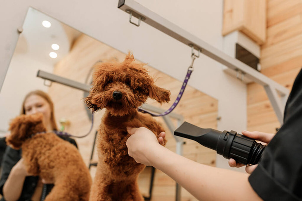 Close up of professional female pet groomer dry tea cup poodle dog fur with a hair dryer after washing in beautician salon. Grooming concept - Fotografie, Obrázek